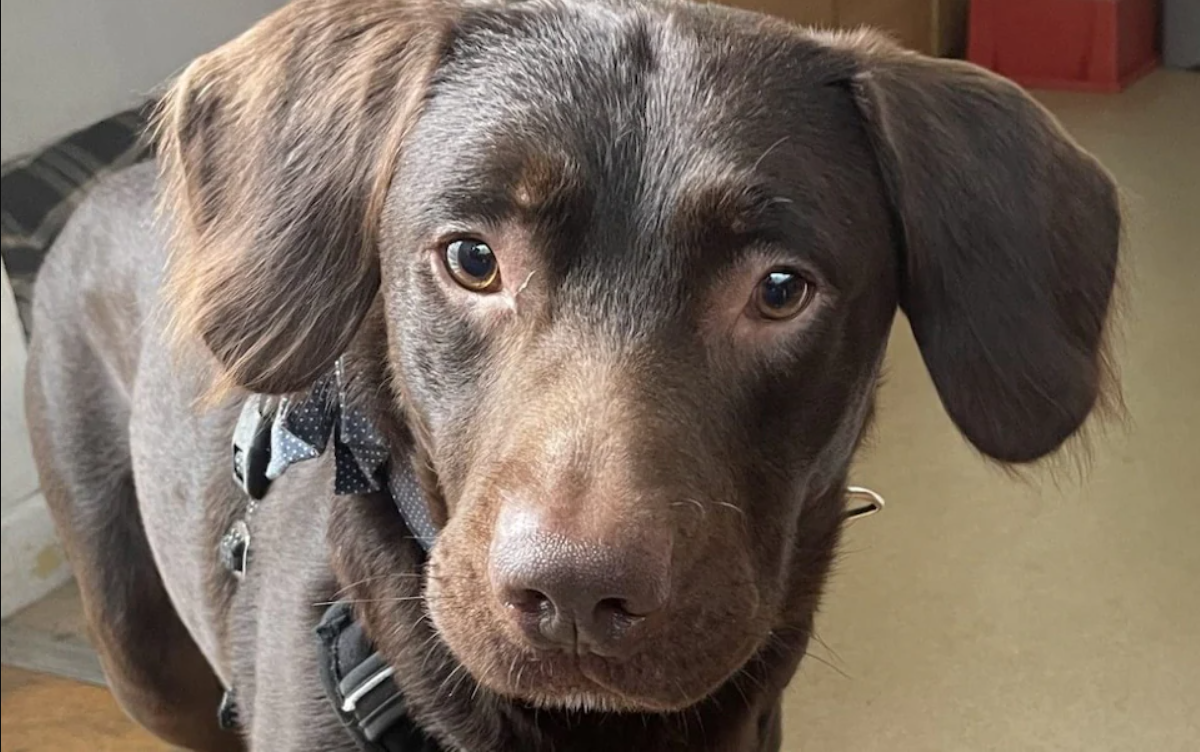 Лабрадор Коко выздоровел после лечения от алкоголизма. Фото: Woodside Animal Rescue Trust